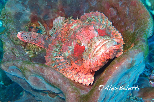 Scorpionfish on vase coral in Indonesia