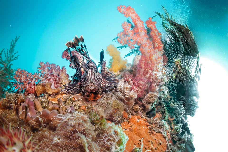 Pterois in coral slope of Alor Strait