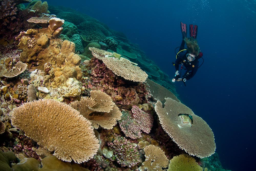 Arrecifes de coral en Isla de Navidad