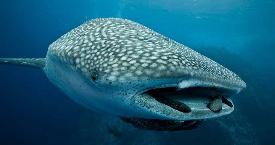 Whale sharks in Cocos Island