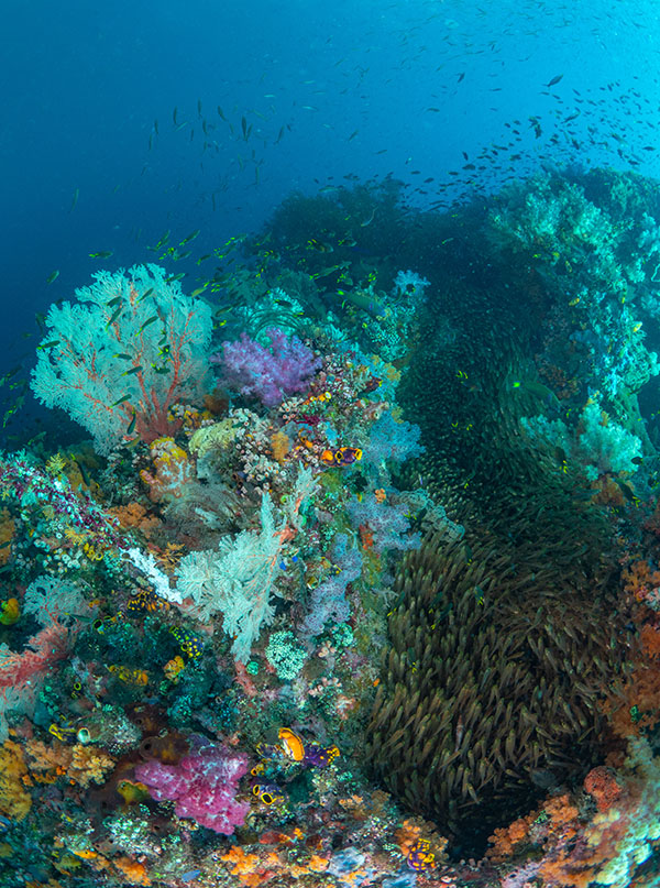 Coral reef diving in Komodo