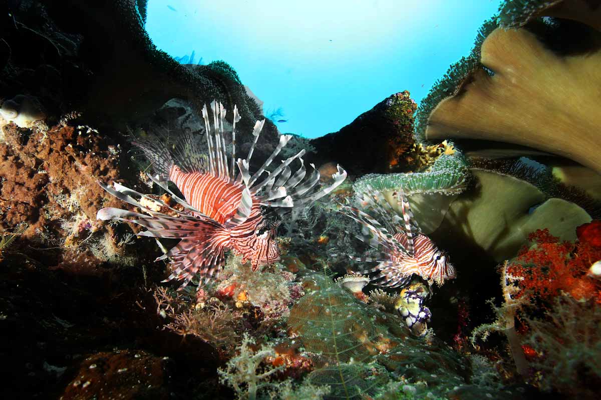 Pterois couple at Forgotten Islands