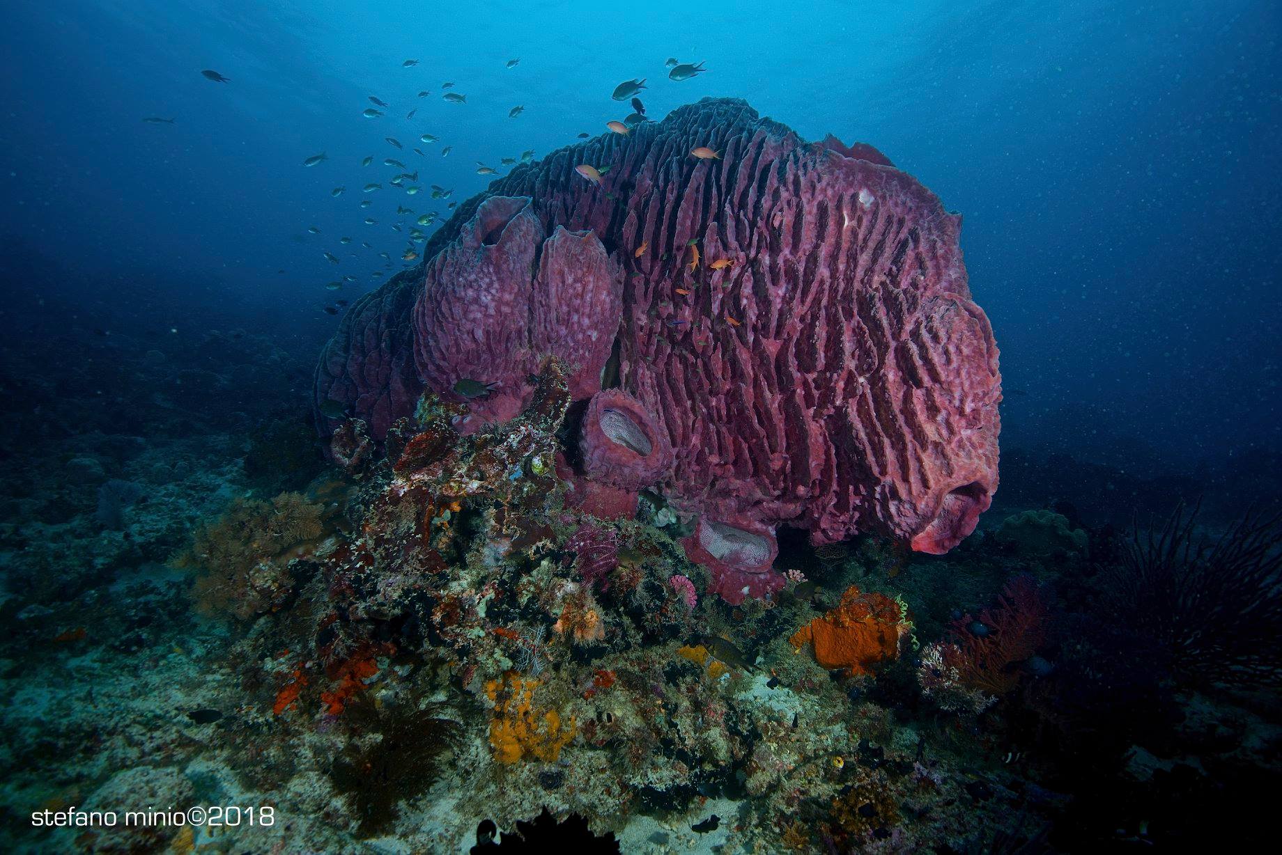 Giant barrel sponge Halmahera