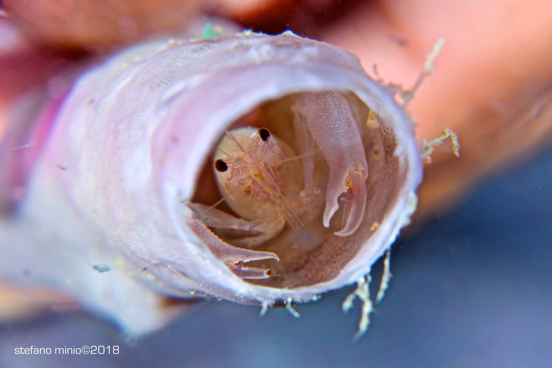 Shrimp living in tunicate in Halmahera