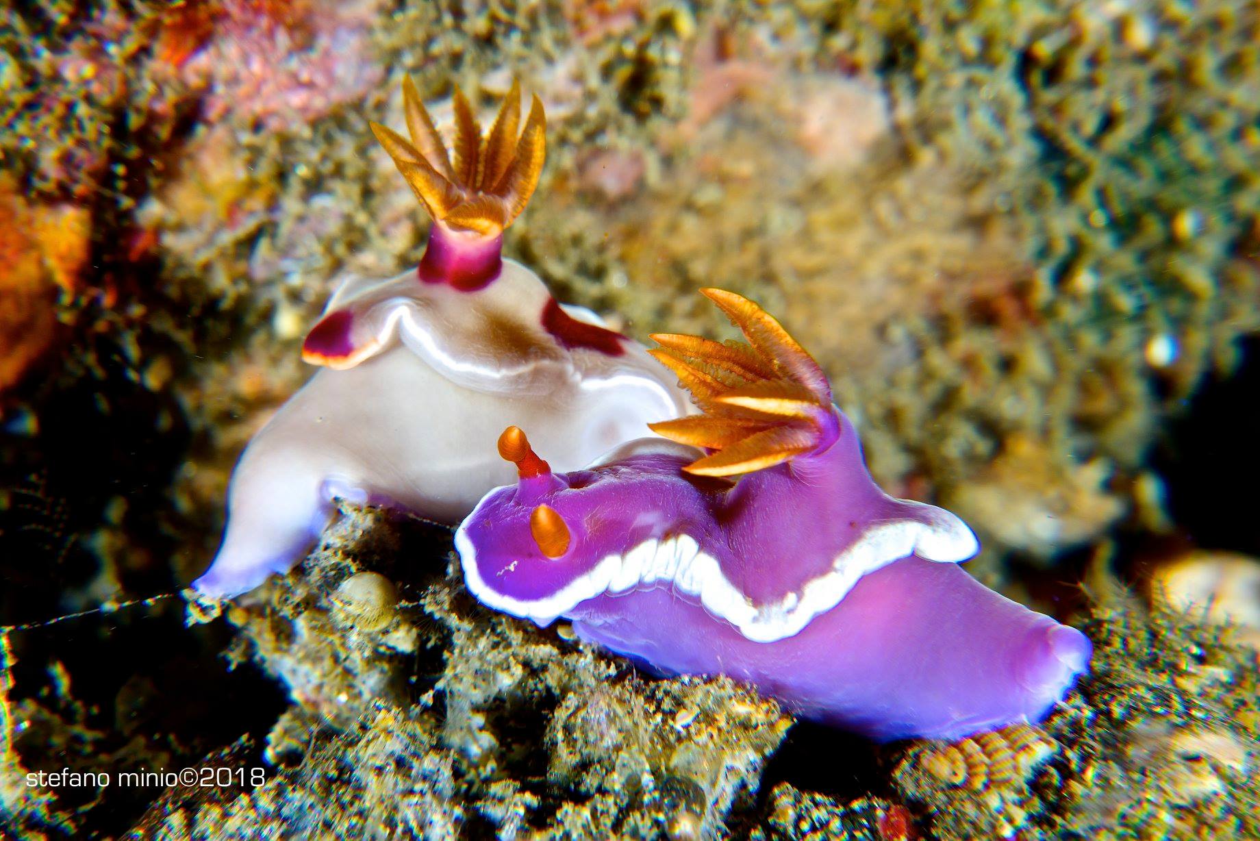 Nudibranchs mating in Halmahera