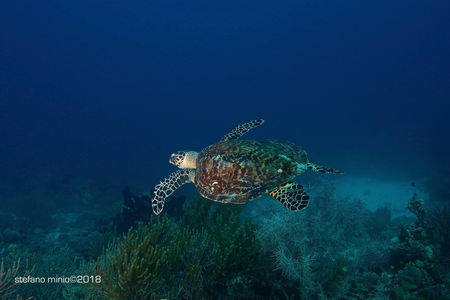 Marine turtle at Halmahera