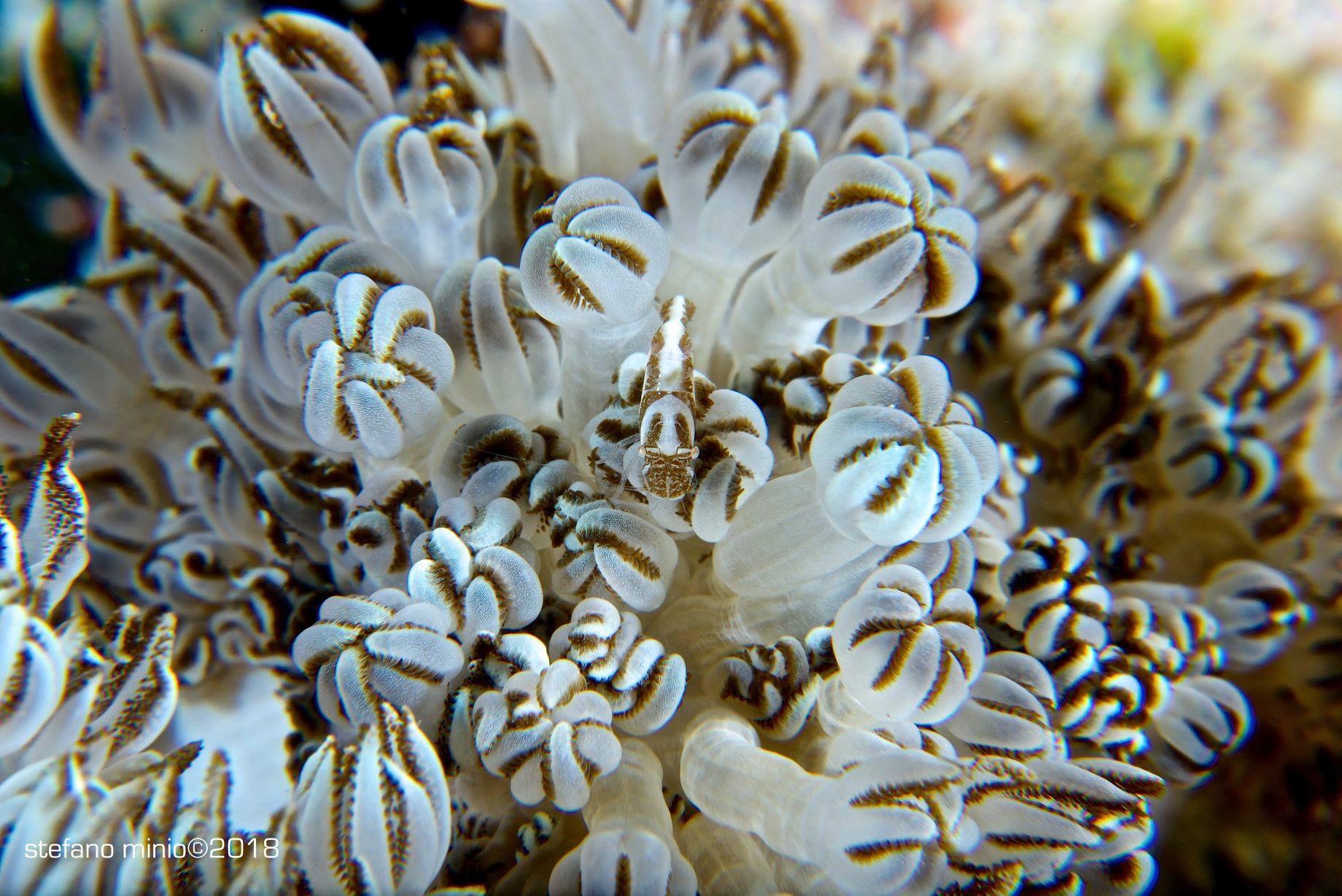 Halmahera's anemone shrimp
