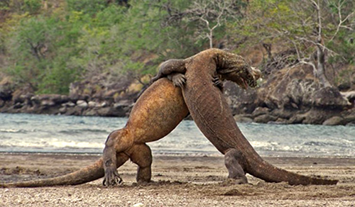 Two komodo dragons fighting at cannibal rock