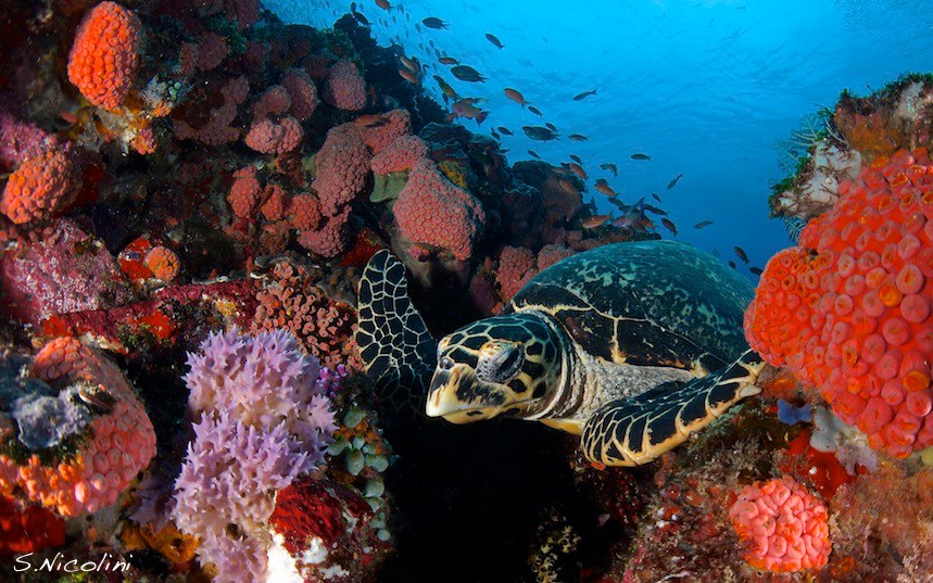 Sea turtle in coral reef