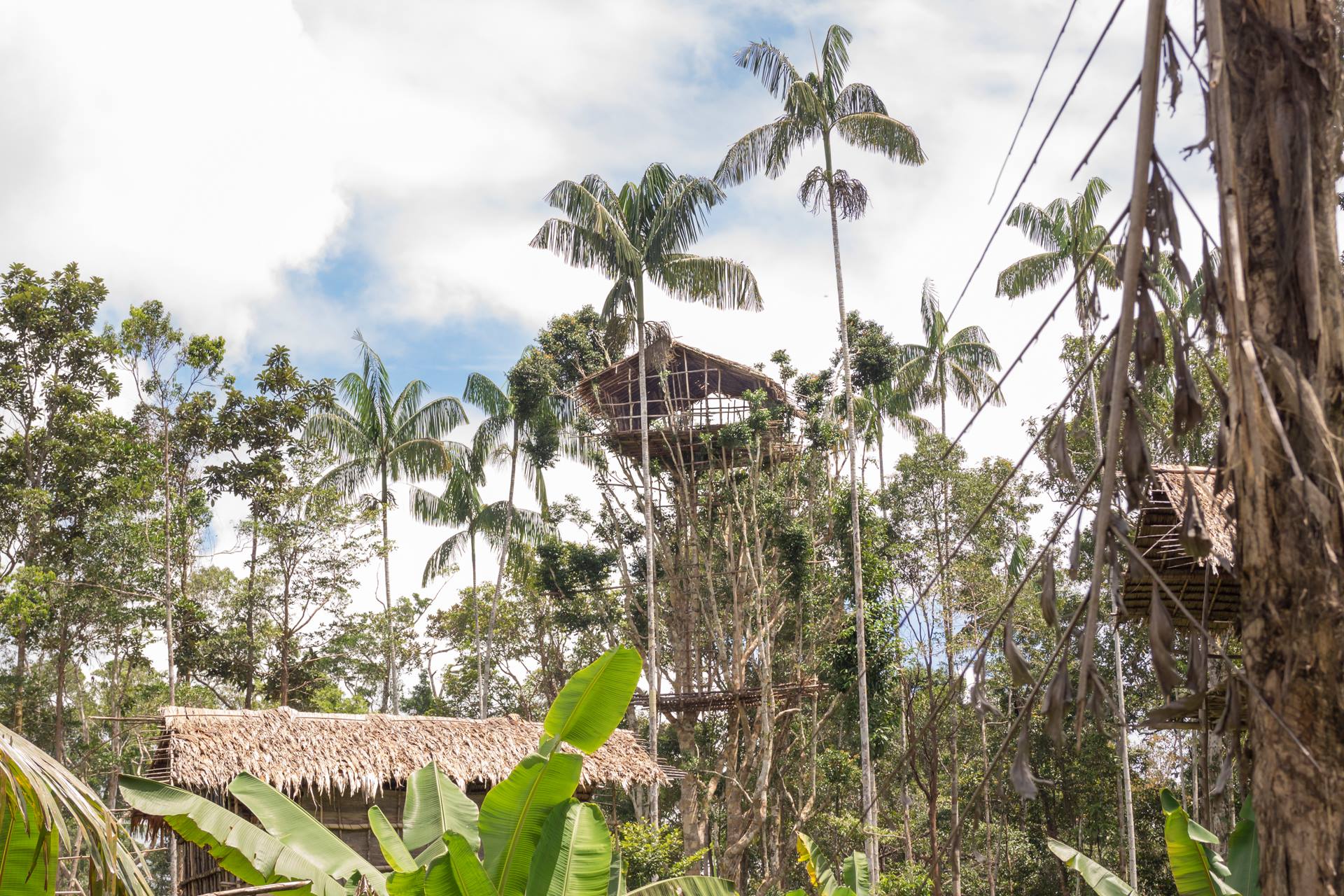 Korowai build huts on tree follage