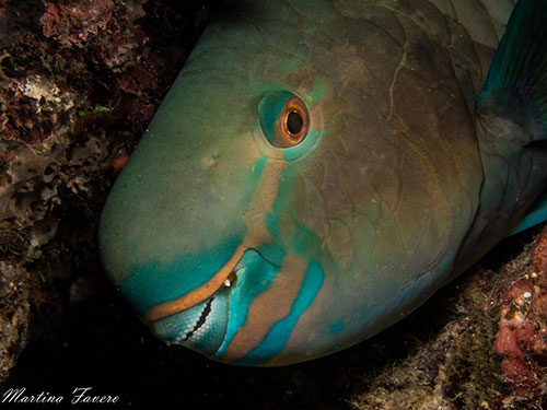 Halmahera's parrotfish