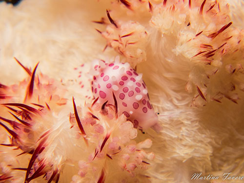 Halmahera's nudibranch