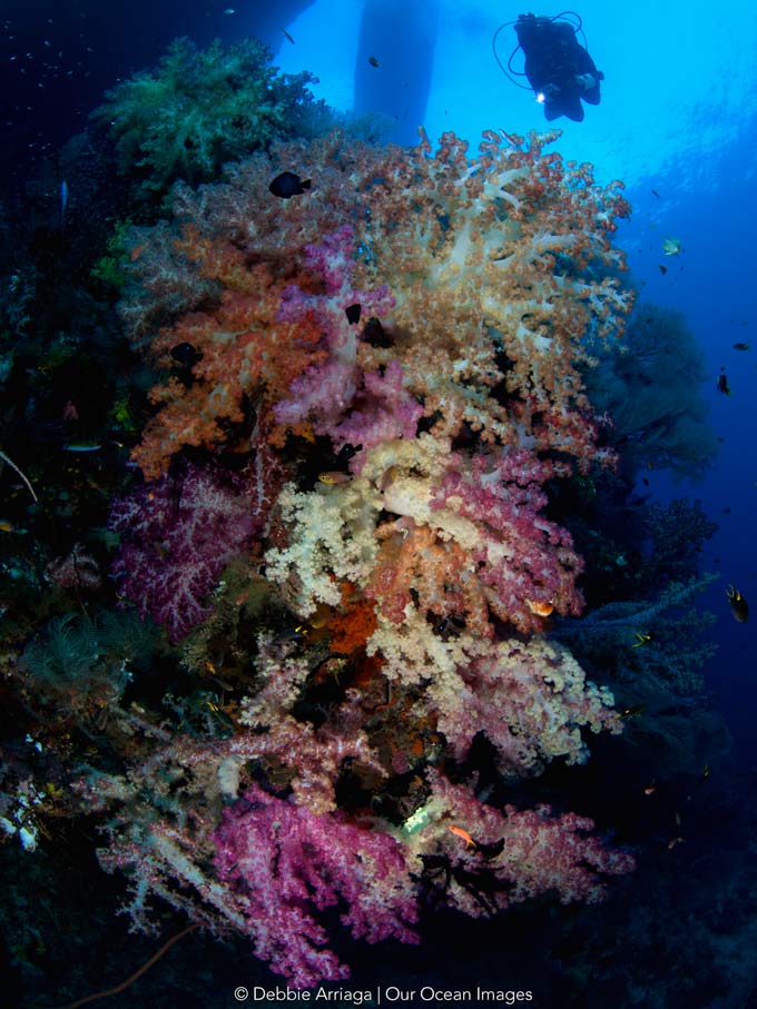 Memaid Liveaboard cruises for divers in Indonesia