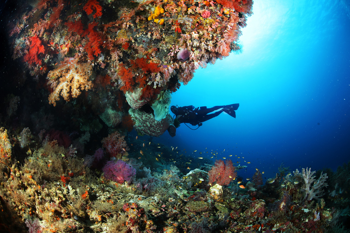 Diver in Forgotten Islands Indonesia
