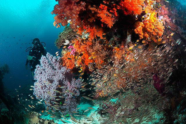 Banda Sea coral reef