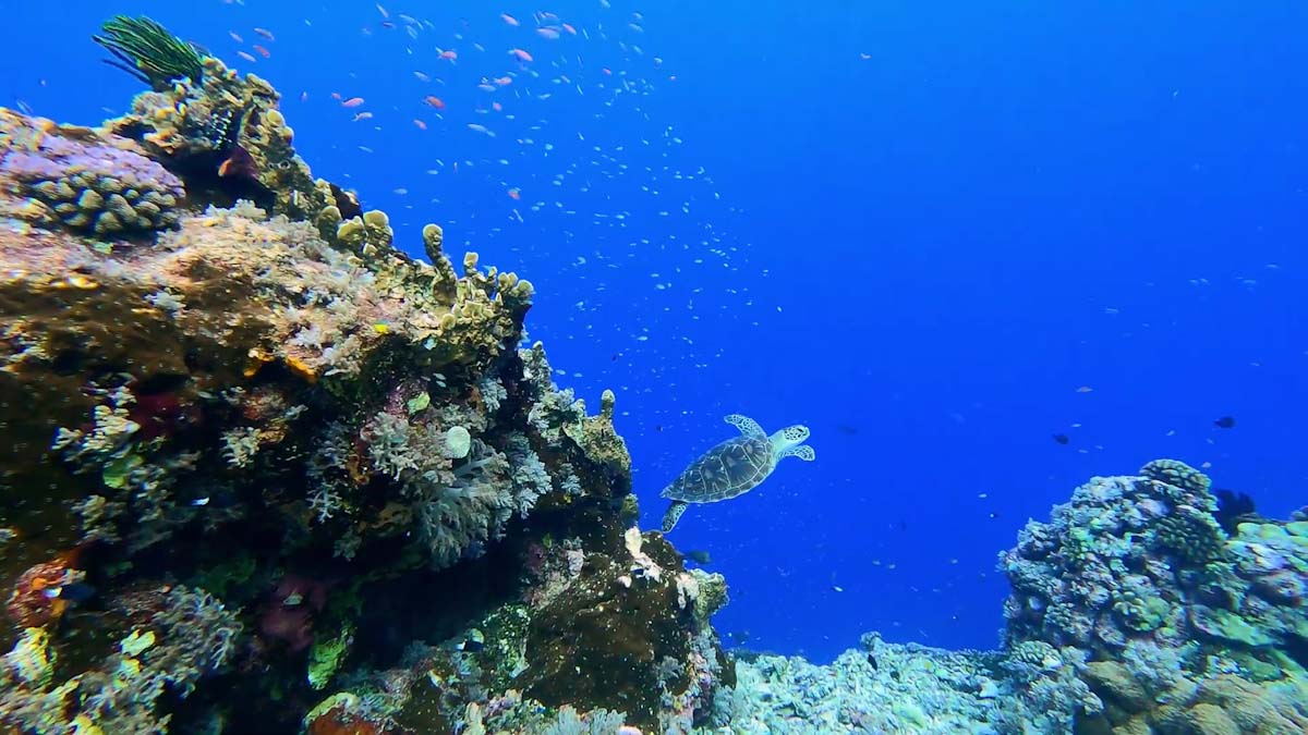 Sea turtle in Lucipara Islands reef
