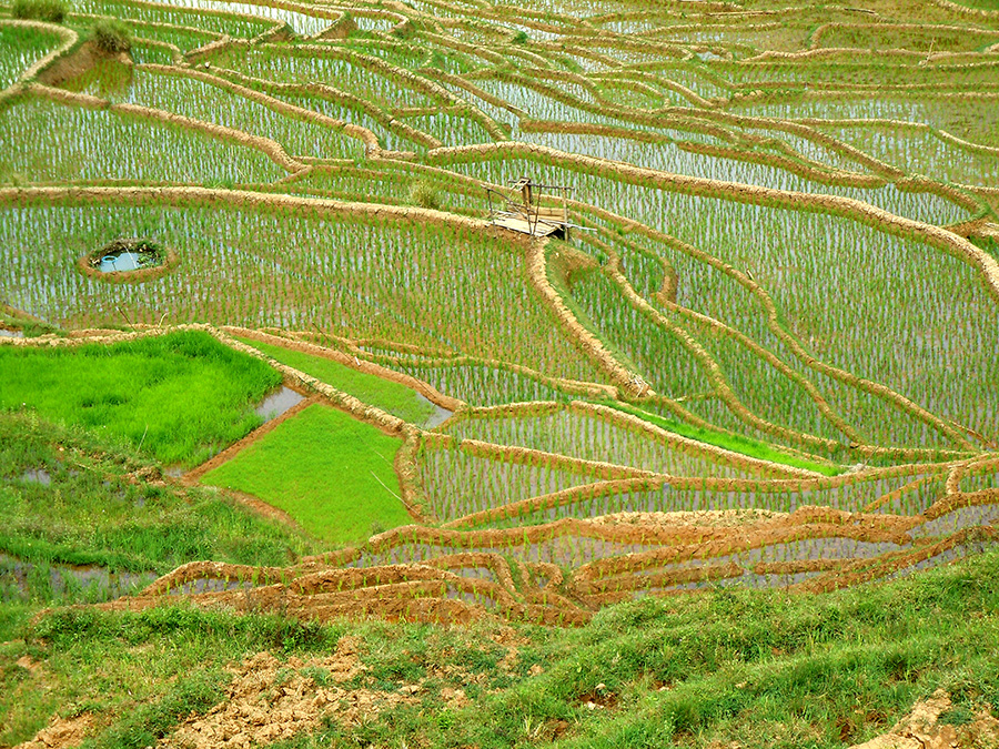 Toraja ricefields