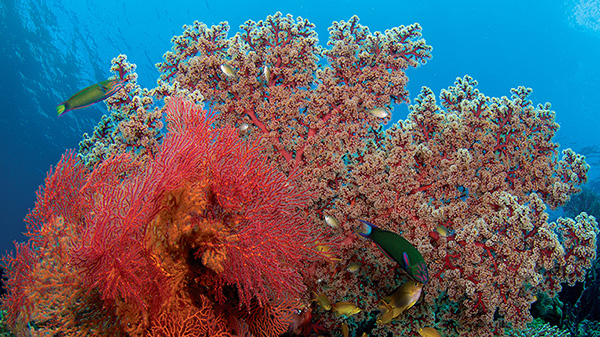 Outstanding wide angle coral scene at Wakatobi Dive Resort