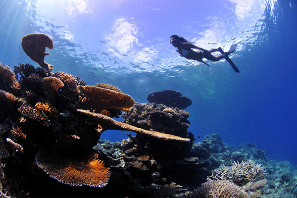 Snorkeling at Wakatobi Dive Resort
