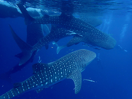 Where to find whale sharks in Indonesia