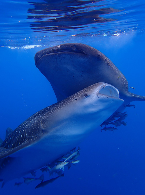 Where to find whale sharks in Indonesia