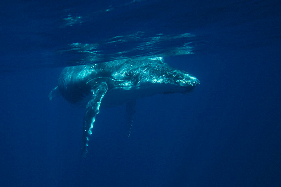 Swimming with humpback whales in Tonga